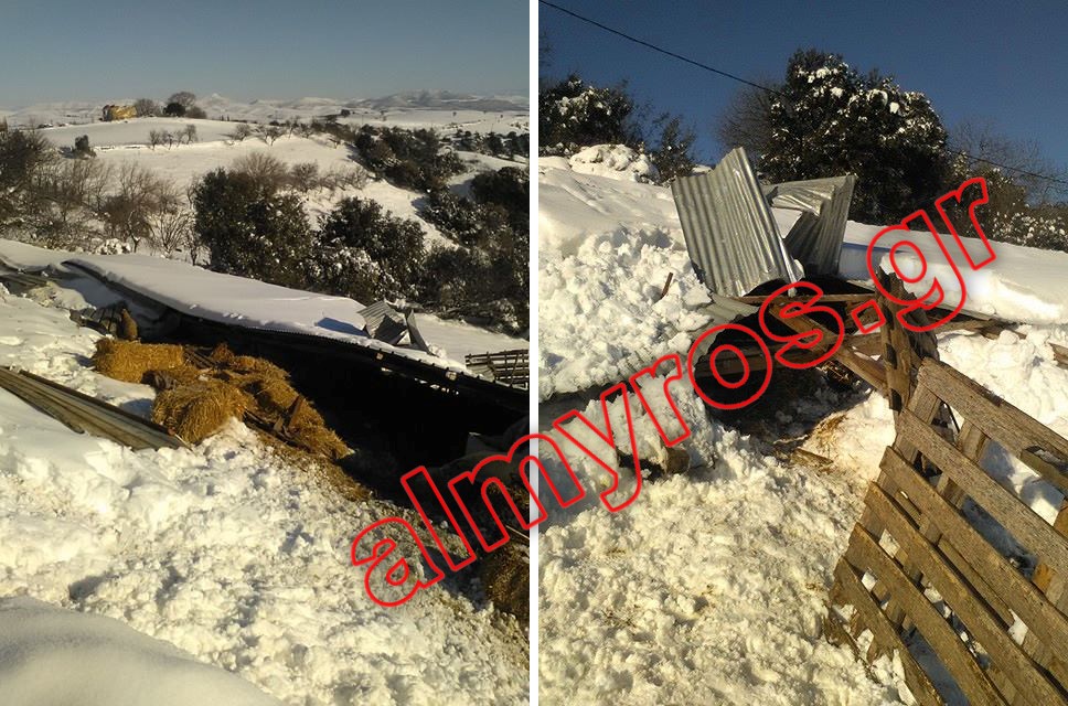 Κατέρρευσε ποιμνιοστάσιο στον Ανθότοπο από το χιόνι (φωτο)