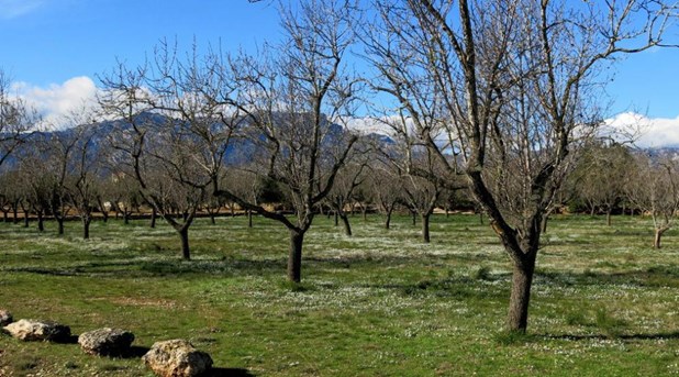 Ανακοίνωση προς τους δενδροκαλλιεργητές