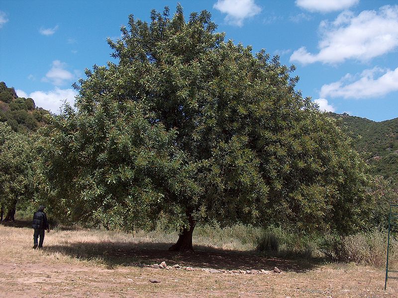 Ανακοίνωση προς τους δενδροκαλλιεργητές για αιτήσεις χορήγησης ενίσχυσης