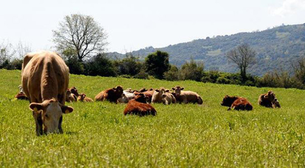 Αιτήματα και αποφάσεις του Δ.Σ. της Ομοσπονδίας κτηνοτρόφων Θεσσαλίας