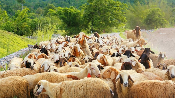 ΣΕΚ για Νέα ΚΑΠ: Ανάγκη για περισσότερες συνδεδεμένες ενίσχυσης με την παραγωγή