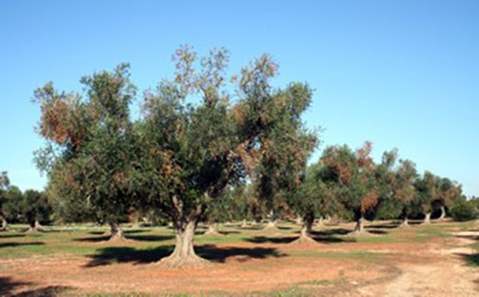 Γεωργική ενημέρωση για τον επιβλαβή οργανισμό καραντίνας Xylella fastidiosa