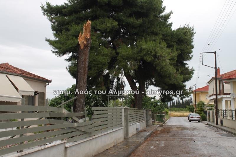 Το μπουρίνι έριξε πεύκο στον Αλμυρό – Κεραυνοί και προσωρινές διακοπές ρεύματος