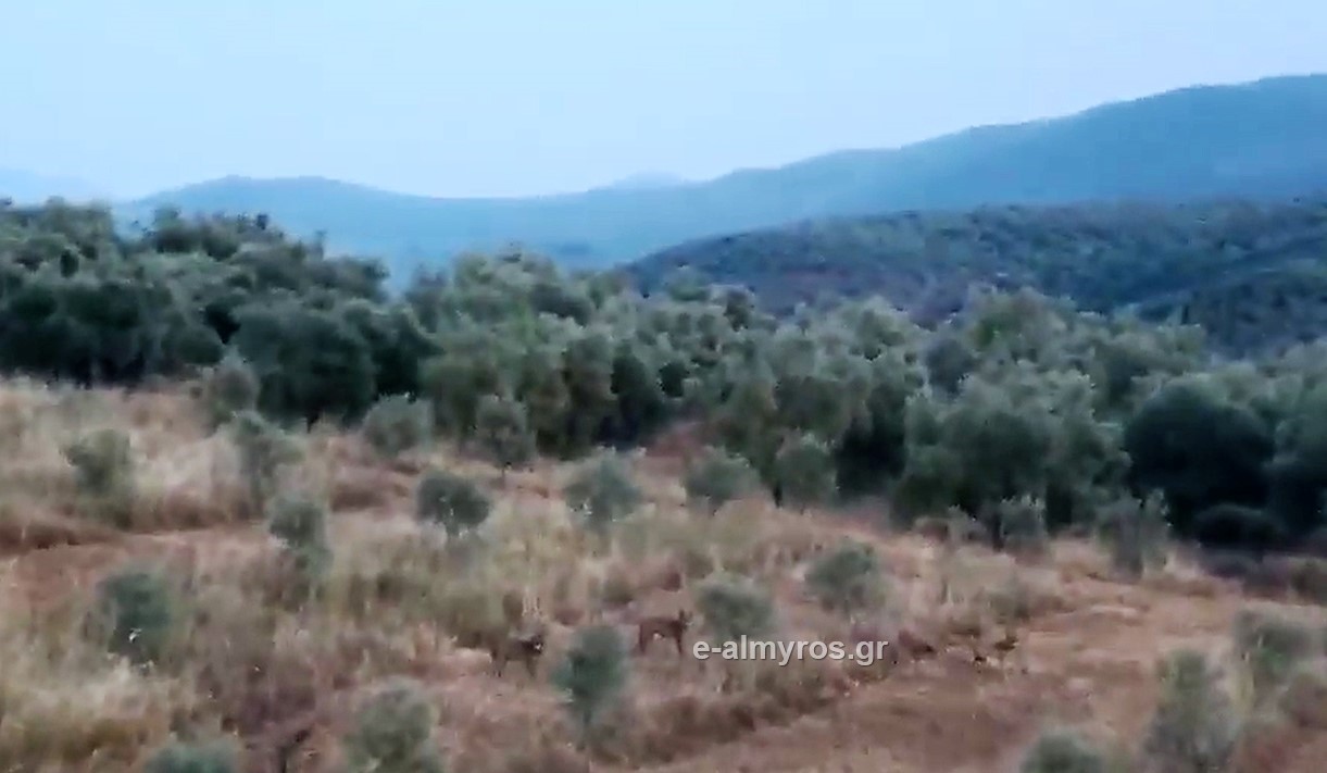 Μεγάλη αγέλη λύκων εντοπίστηκε και πάλι στον Πτελεό – Η περιοχή – βίντεο