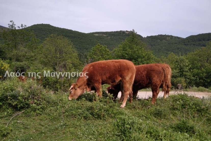 Ανεπιτήρητα βοοειδή φυλάσσονται από τον Δήμο Αλμυρού