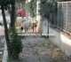 Καταγγελία για φόλες στον Αλμυρό –  Τρία σκυλιά νεκρά σε λίγες ημέρες