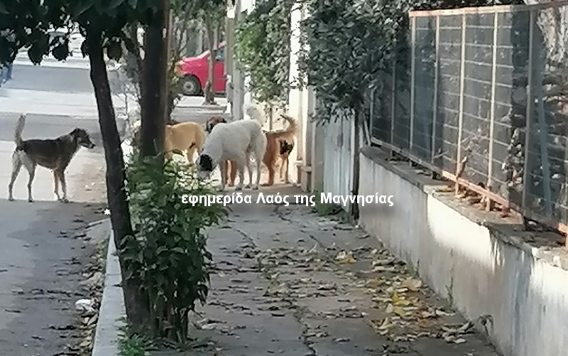 Καταγγελία αναγνώστριας για επίθεση αγέλης σκύλων