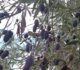 Παράταση εφαρμογής της υποχρεωτικής δήλωσης συγκομιδής ελαιοκάρπου