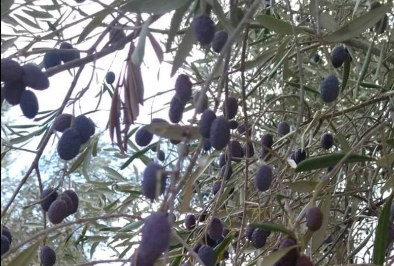 Η ανθοφορία και το δέσιμο του καρπού αφήνει …υποσχέσεις για τη φετινή ελαιοπαραγωγή