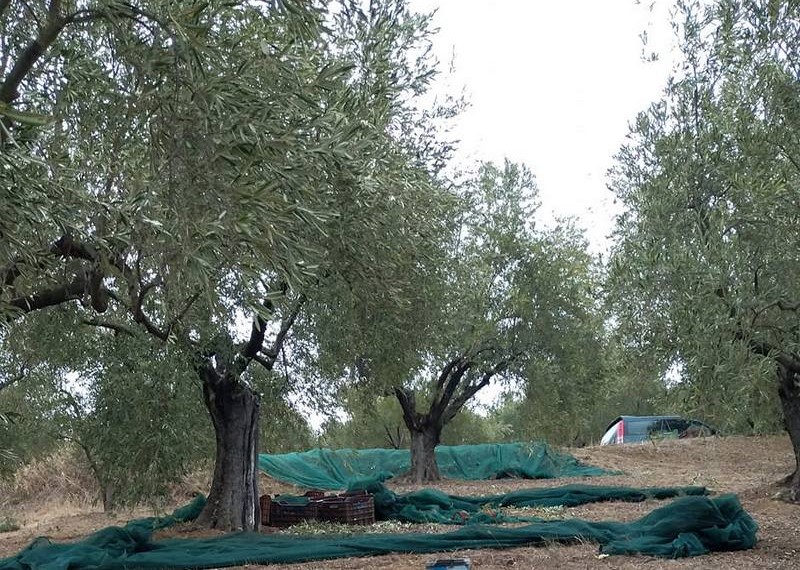 Μαρία Δήμακου: Ανακοίνωση – Ενημέρωση των Ελαιοπαραγωγών