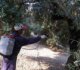 Έναρξη ψεκασμών για την καταπολέμηση του δάκου της ελιάς σε ελαιοκομικές περιοχές της Π.Ε. Μαγνησίας