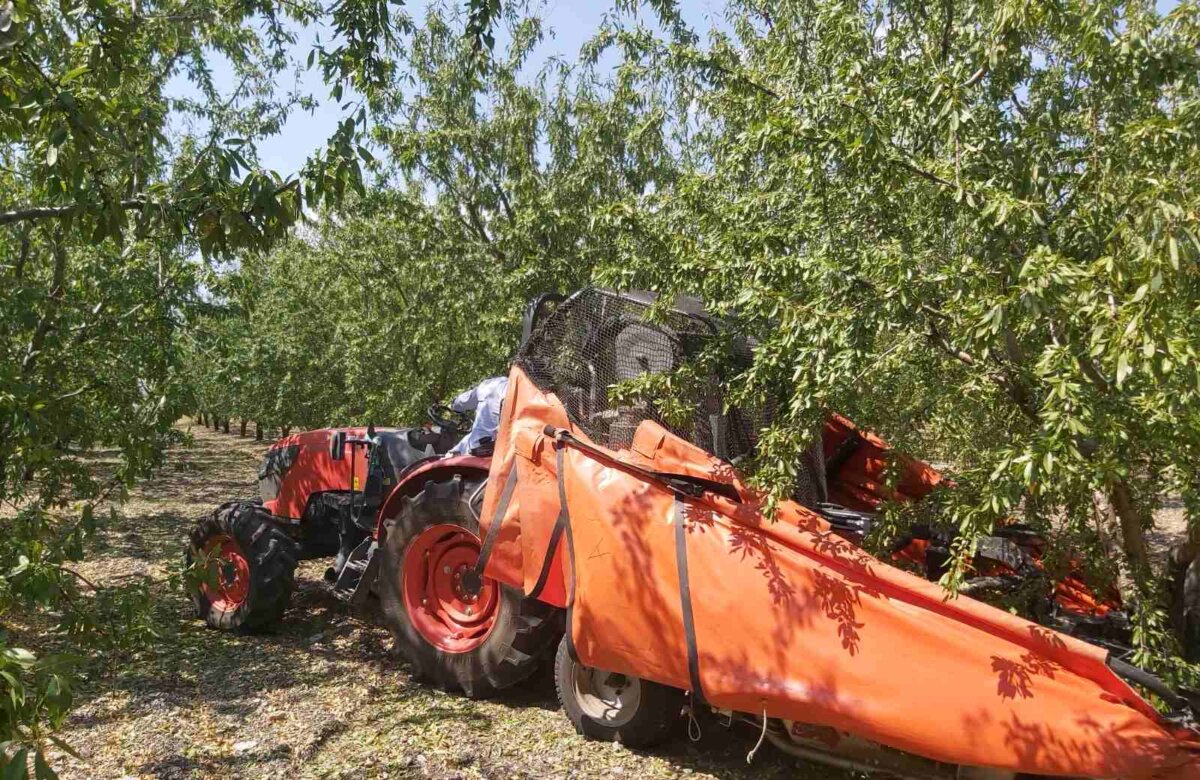 Καλύτερη η φετινή σοδειά στην αμυγδαλοκαλλιέργεια, περιμένουν  υψηλή τιμή οι παραγωγοί
