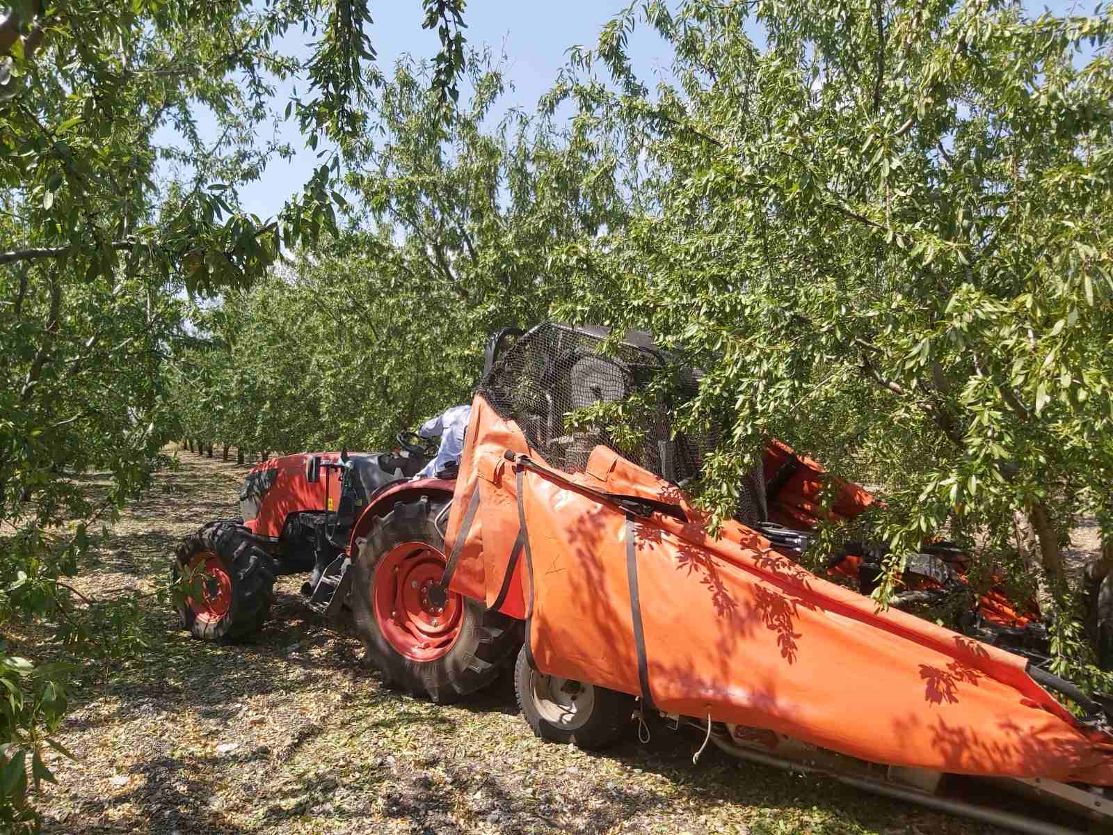 Καλύτερη η φετινή σοδειά στην αμυγδαλοκαλλιέργεια, περιμένουν υψηλή τιμή οι παραγωγοί