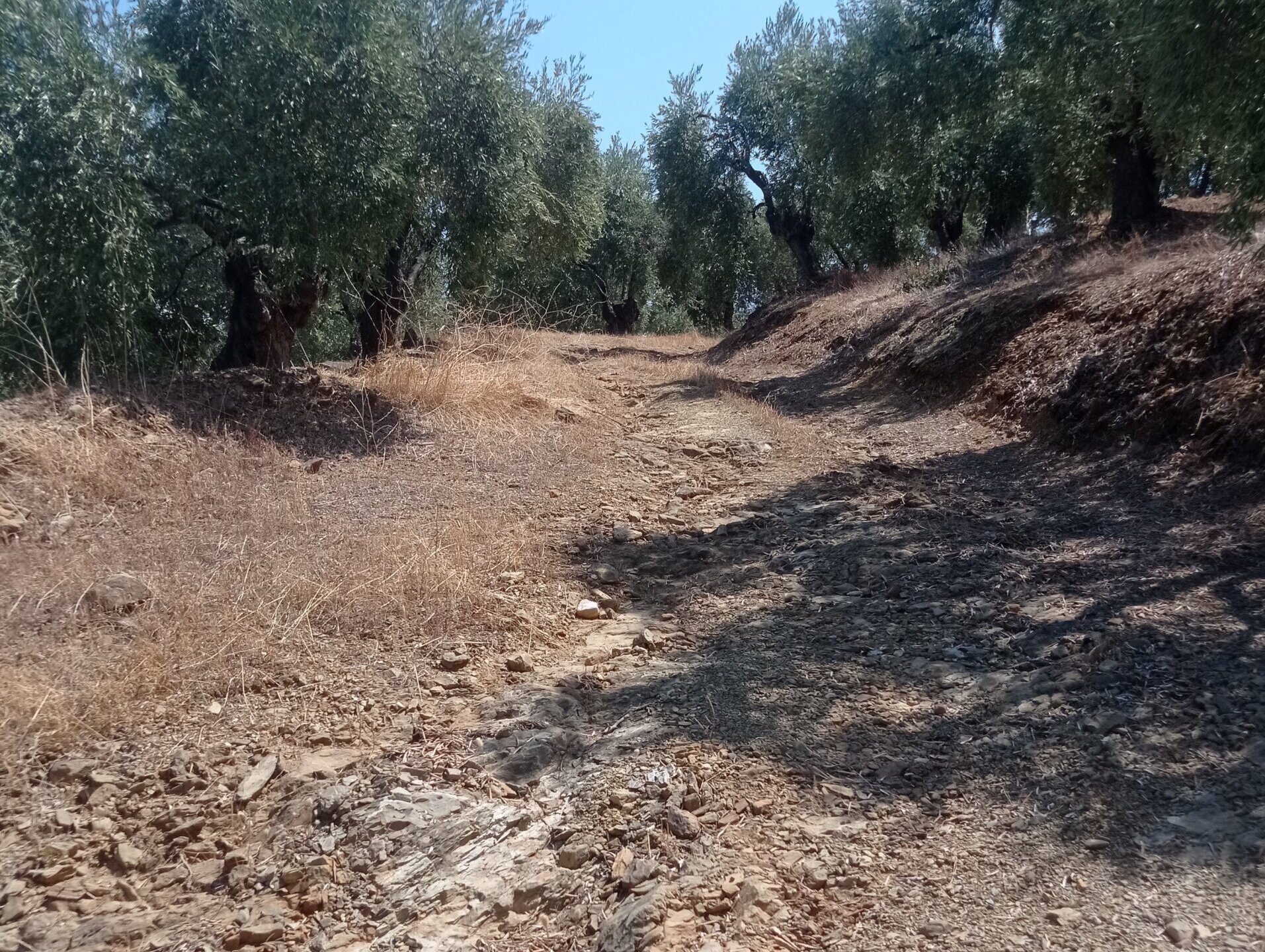 Κ. Πανταζώνας: Σε απαράδεκτη κατάσταση η αγροτική οδοποιία στη Νηές