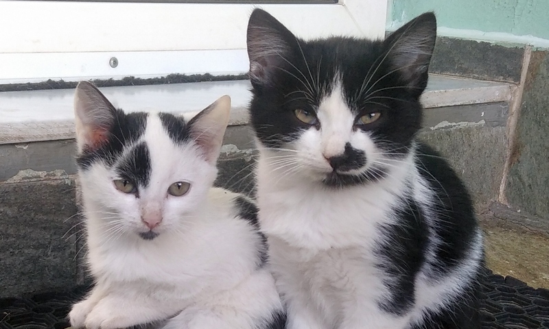 Πρόγραμμα δωρεάν στειρώσεων και εμβολιασμού για τις αδέσποτες θηλυκές γατούλες του Δήμου Βόλου