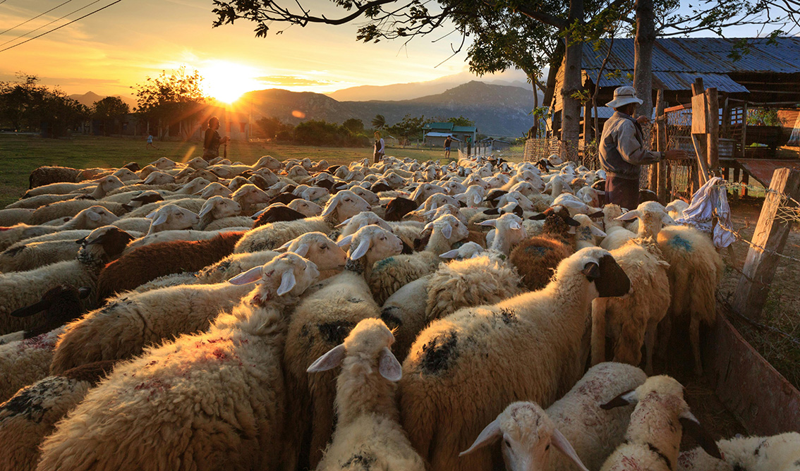 Άρχισαν οι συλλήψεις για παραβίαση των μέτρων βιοασφάλειας για την ευλογιά των αιγοπροβάτων