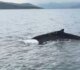 Φάλαινα στη θάλασσα του Αλμυρού! Δείτε το βίντεο