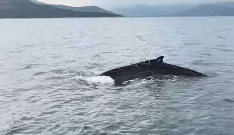 Φάλαινα στη θάλασσα του Αλμυρού! Δείτε το βίντεο