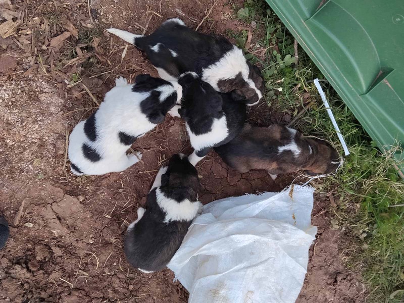 Επτά κουτάβια εγκαταλελειμμένα μέσα σε τσουβάλι έξω από το Κουρί