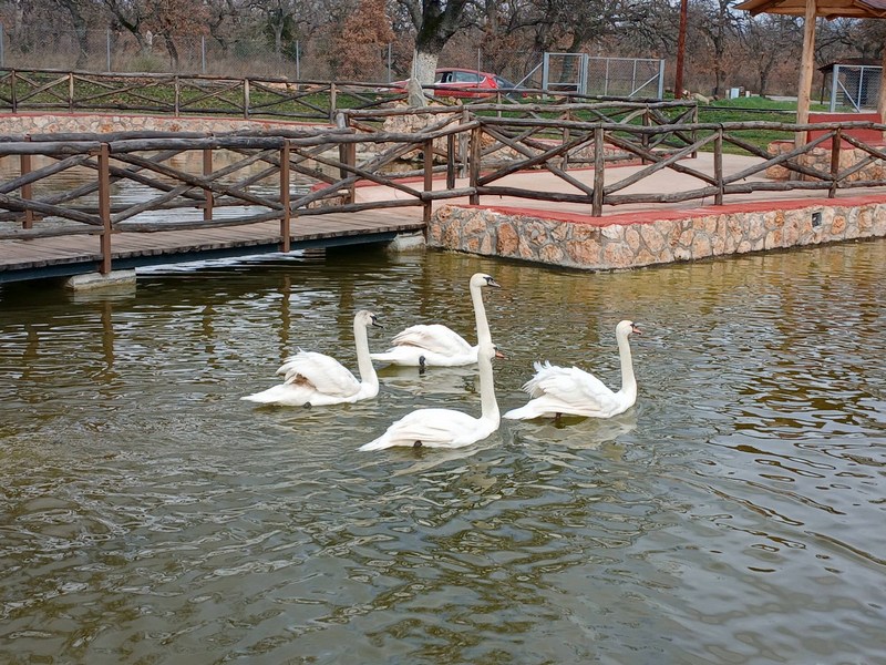 Έφτασαν οι πρώτοι κύκνοι στη λίμνη του δάσους Κουρί!