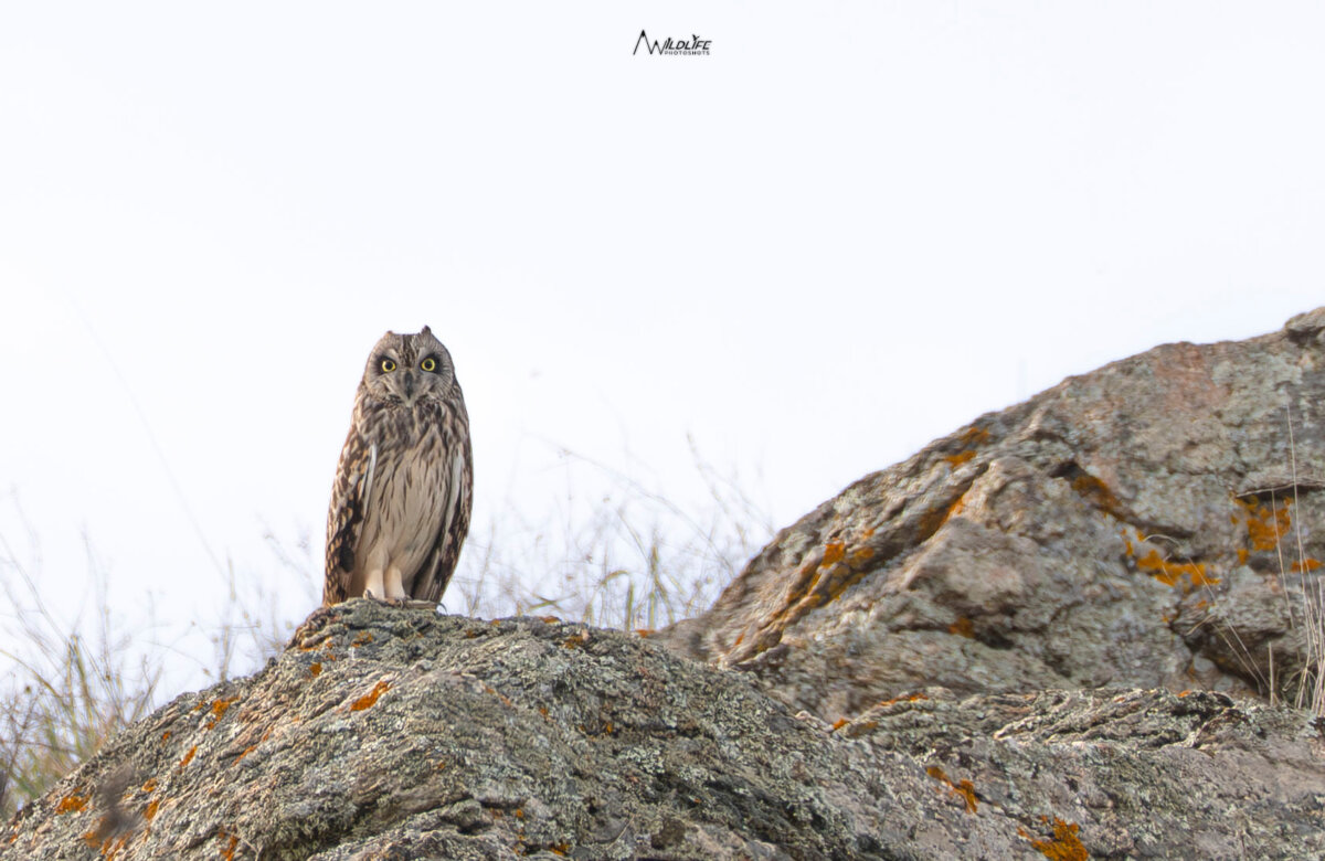 Βαλτόμπουφος και χρυσογέρακο: μοναδικές ερευνητικές στιγμές για τον Σύλλογο Ιερακοθηρίας στη λίμνη Κάρλα