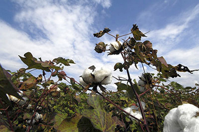 Συνεργασία ΥΠΑΑΤ-Διεπαγγελματικής Βάμβακος για τη μέγιστη αποτελεσματικότητα μείωσης του αποτυπώματος άνθρακα