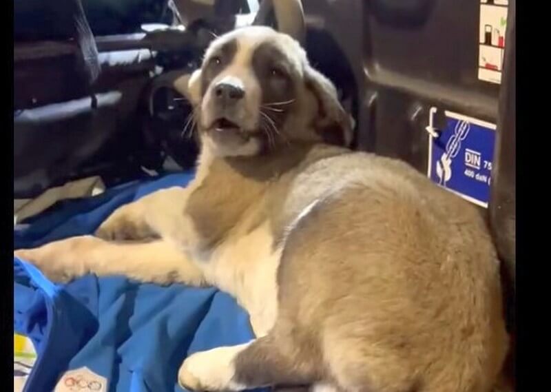 Πρωτοβουλία για τα έξοδα νοσηλείας του Lucky με κουμπαράδες σε 14 σημεία του Αλμυρού