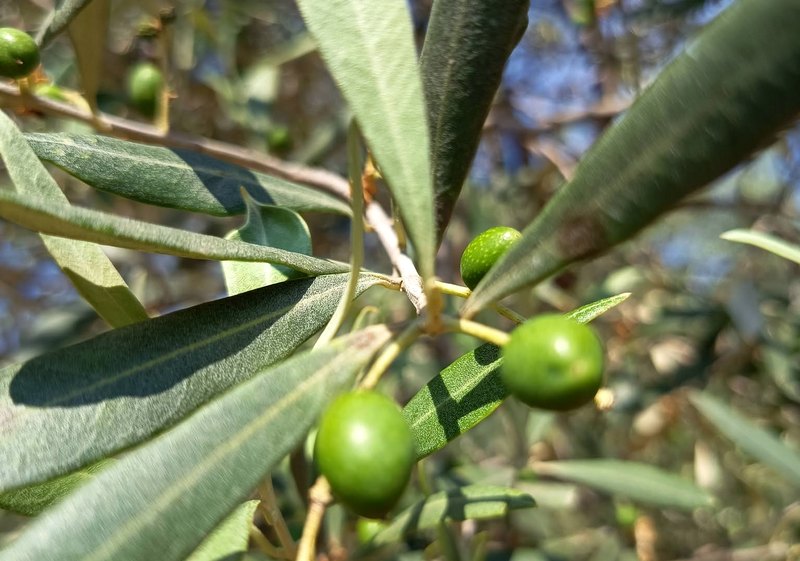 Διπλό χτύπημα στις ελιές: ακαρπία και δάκος