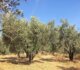 Κάθε χρόνο και χειρότερα για τους ελαιοπαραγωγούς Πτελεού: από 2.000 τόνους ελαιόλαδο, φέτος ούτε 250…