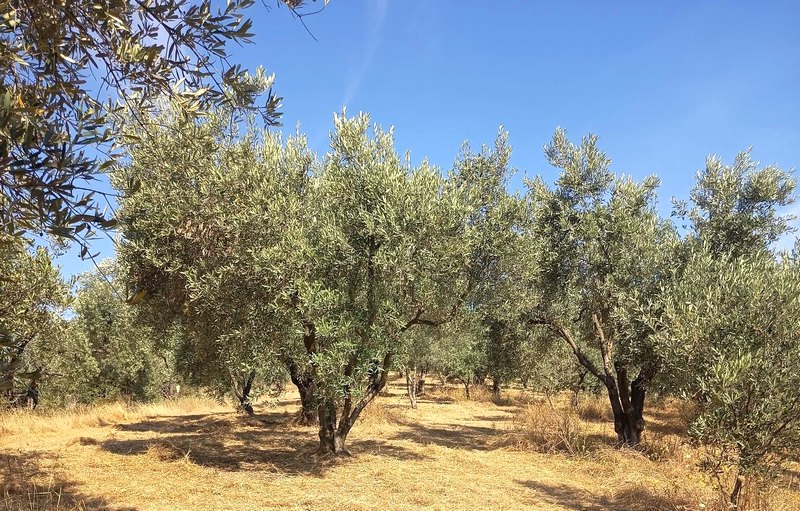 Κάθε χρόνο και χειρότερα για τους ελαιοπαραγωγούς Πτελεού: από 2.000 τόνους ελαιόλαδο, φέτος ούτε 250…