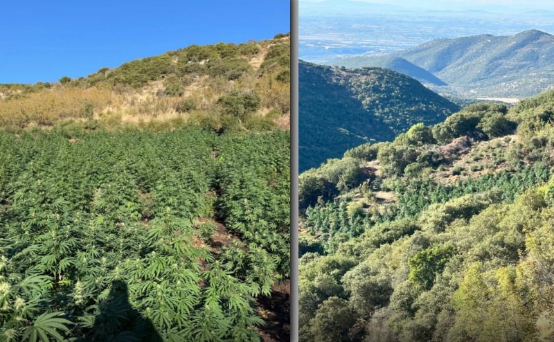 Εντοπίστηκε φυτεία με 812 δενδρύλλια κάνναβης σε δύσβατη δασώδη περιοχή στη Λάρισα