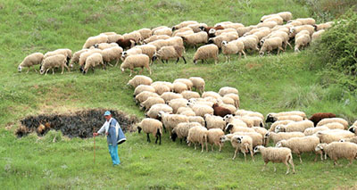 Τα αποτελέσματα των εκλογών του κτηνοτροφικού Συλλόγου Αλμυρού