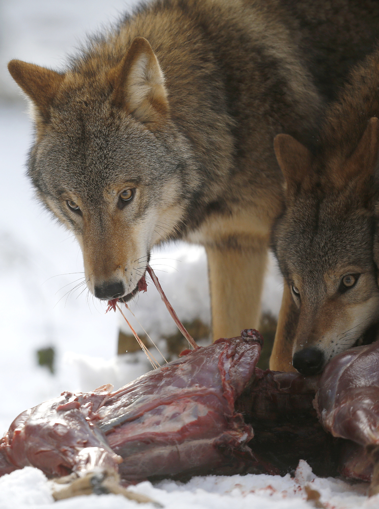 Ανθότοπος: Αγέλη λύκων κατασπάραξε ζώα σε μαντρί