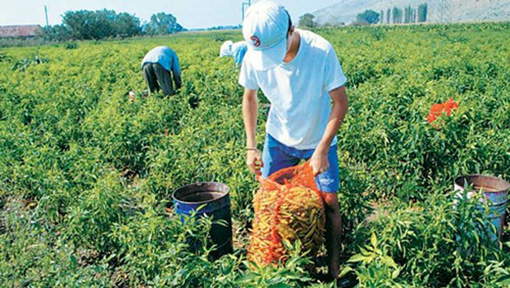 Προαιρετική ασφάλιση από 111 ευρώ μηνιαίως για τους αγρότες